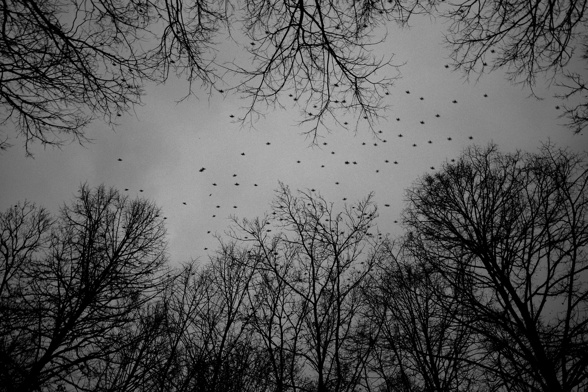 群鸟与树枝